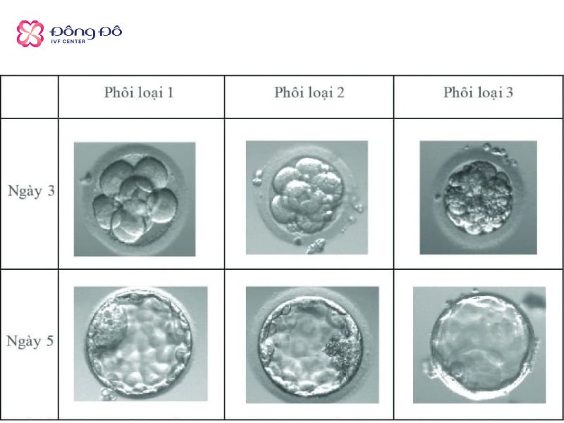 Phôi loại 2 ở ngày 3 và ngày 5