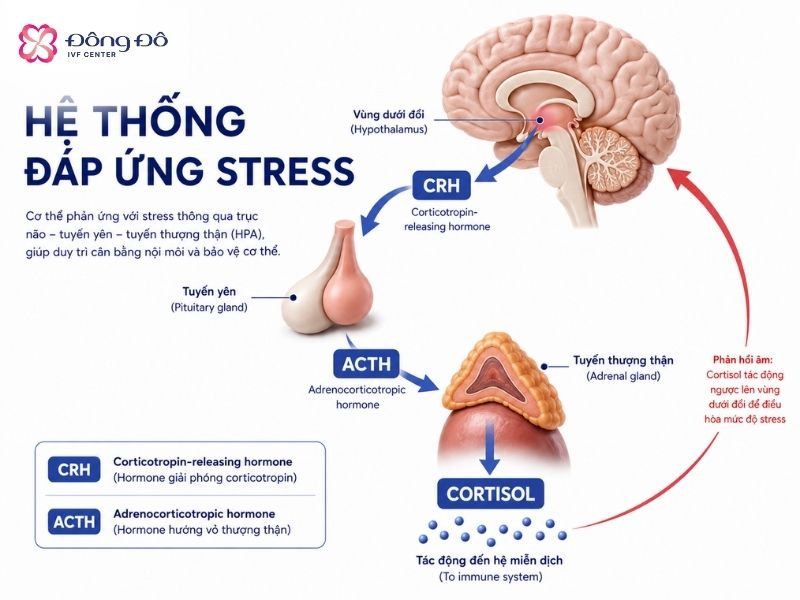 Cơ chế stress ảnh hưởng lên sức khỏe tổng thể