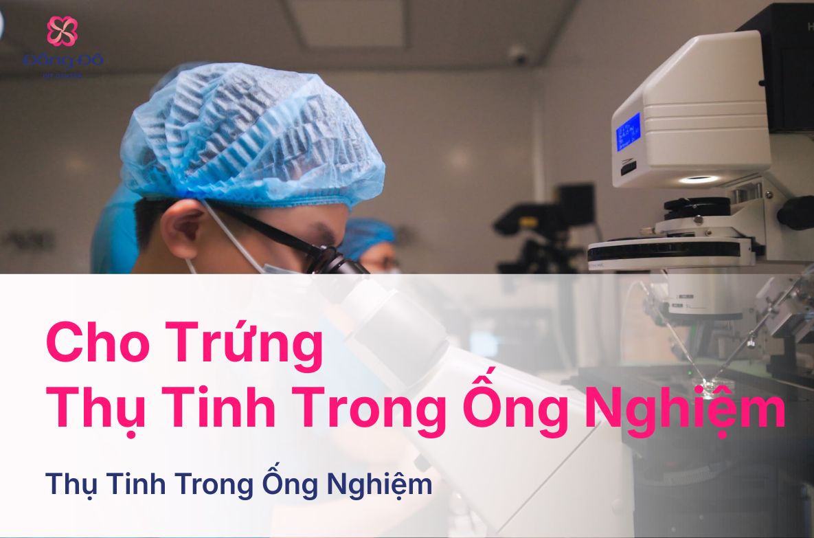 Cho Trứng Thụ Tinh Trong Ống Nghiệm Diễn Ra Thế Nào (4)