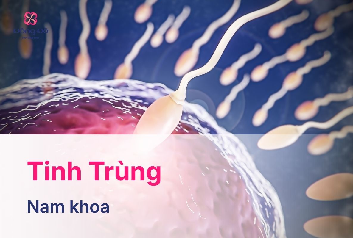 Tinh Trùng: Cấu Tạo, Vai Trò Và Quá Trình Hình Thành