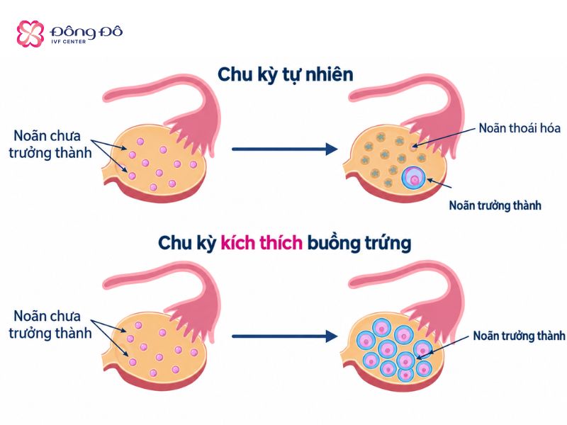 Chọc hút trứng giúp nhiều noãn trưởng thành trong 1 chu kỳ
