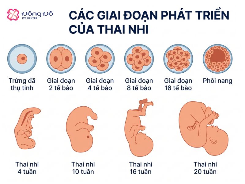 Hình ảnh minh họa sự phát triển của em bé từ khi còn là phôi đến khi thành thai nhi