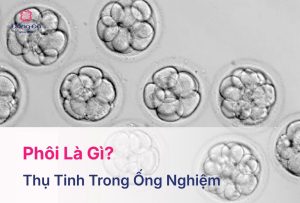 Phôi Là Gì? Quá Trình Hình Thành Và Phát Triển